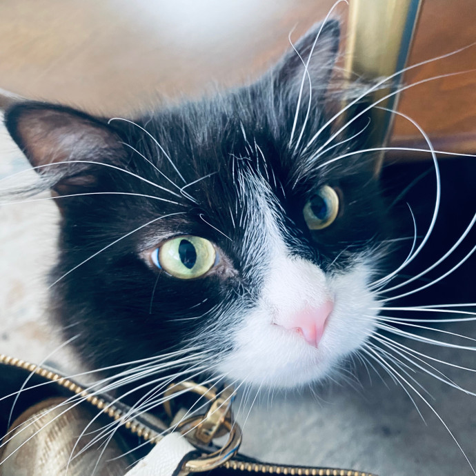 Artist Cat Lover The Purrfect Sitter