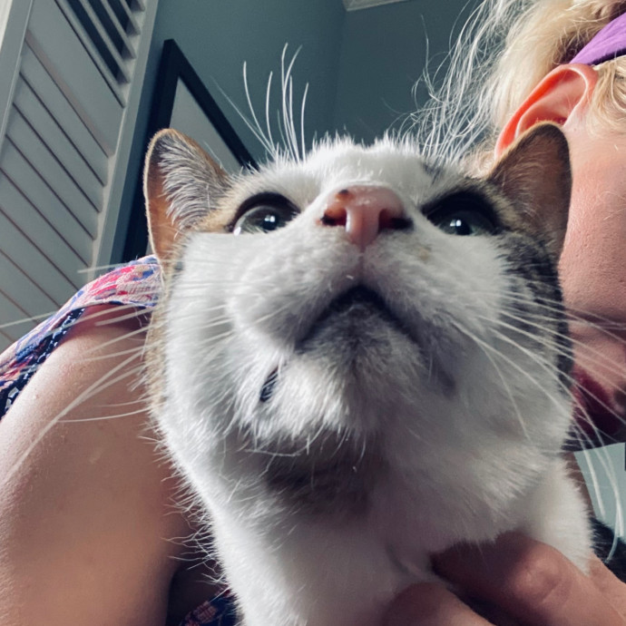 Artist Cat Lover The Purrfect Sitter
