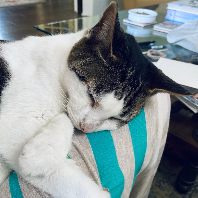 Artist Cat Lover The Purrfect Sitter