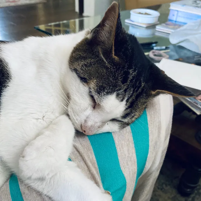 Artist Cat Lover The Purrfect Sitter