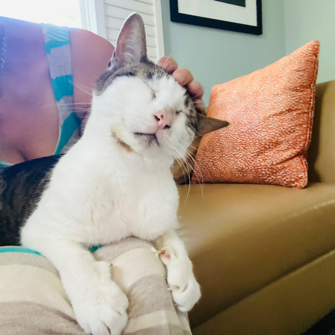 Artist Cat Lover The Purrfect Sitter