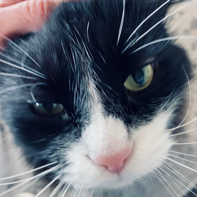 Artist Cat Lover The Purrfect Sitter
