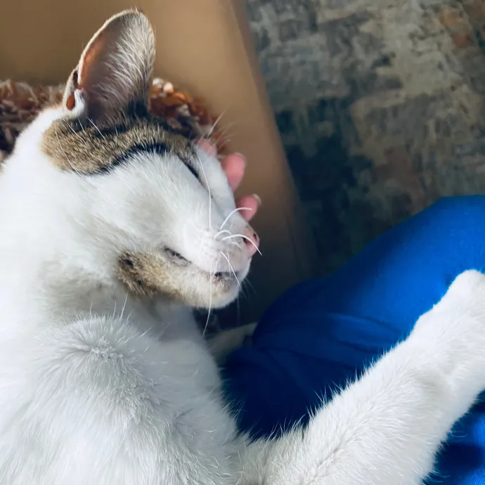 Artist Cat Lover The Purrfect Sitter
