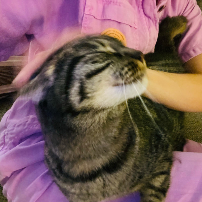 Artist Cat Lover The Purrfect Sitter