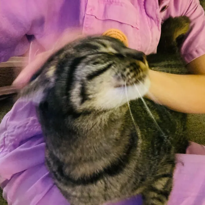 Artist Cat Lover The Purrfect Sitter