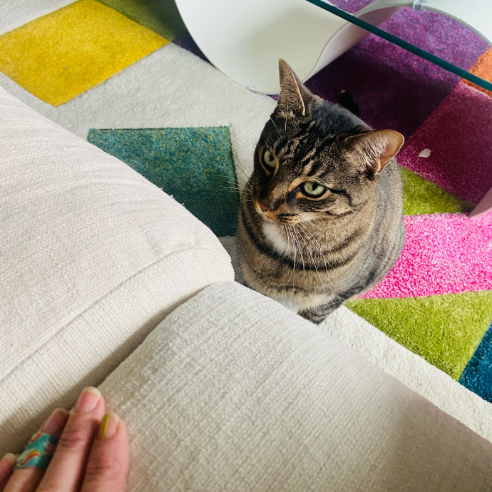 Artist Cat Lover The Purrfect Sitter