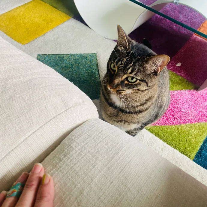 Artist Cat Lover The Purrfect Sitter