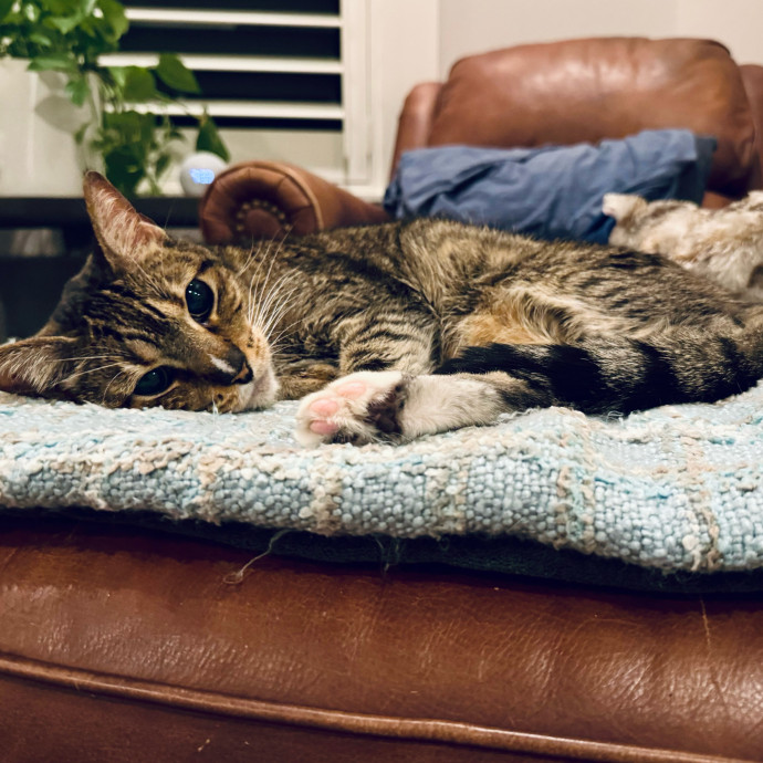 Artist Cat Lover The Purrfect Sitter