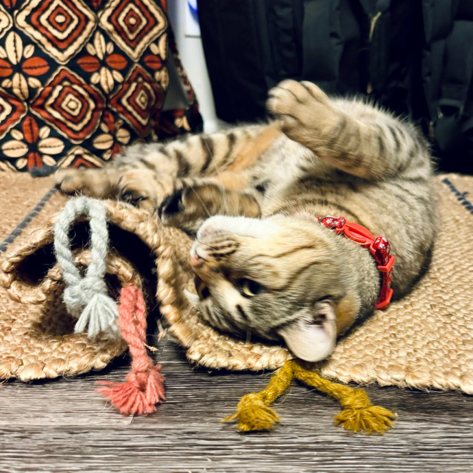 Artist Cat Lover The Purrfect Sitter