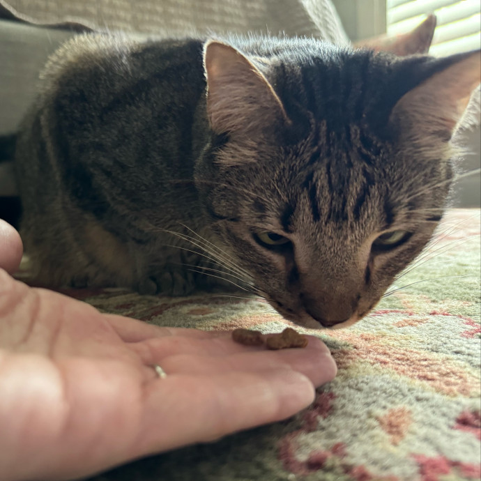 Artist Cat Lover The Purrfect Sitter
