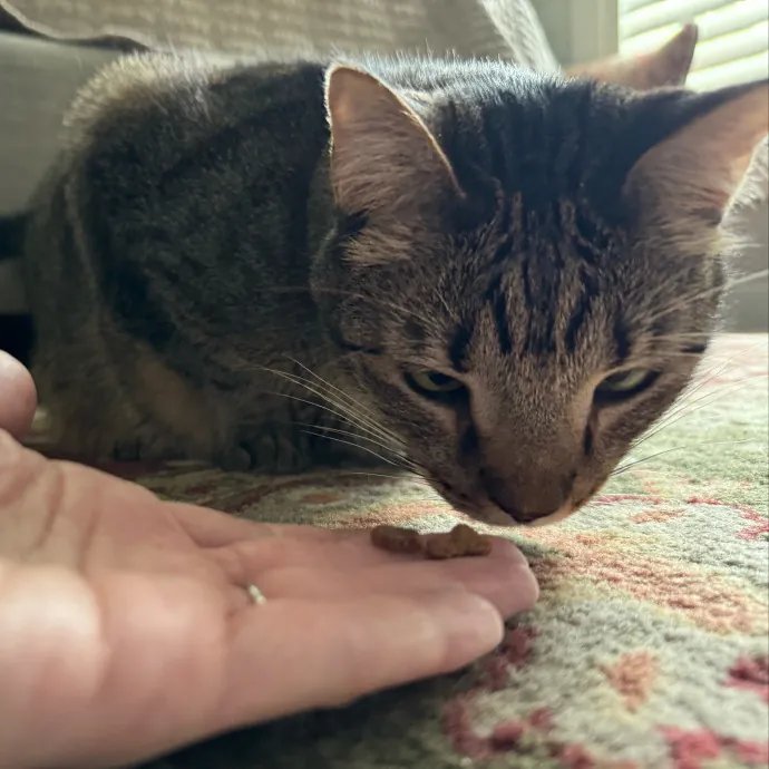 Artist Cat Lover The Purrfect Sitter