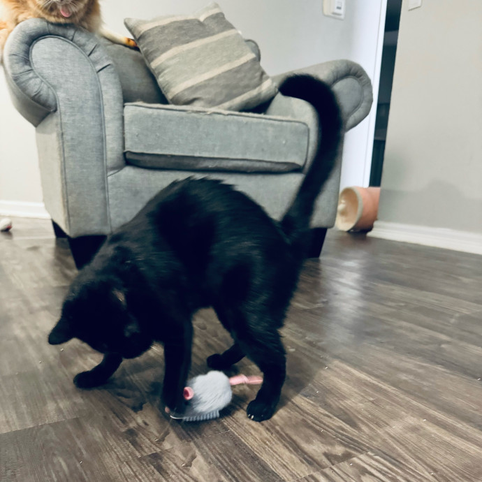 Artist Cat Lover The Purrfect Sitter