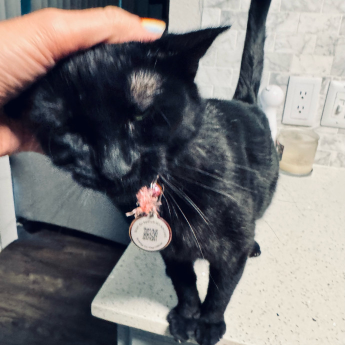 Artist Cat Lover The Purrfect Sitter