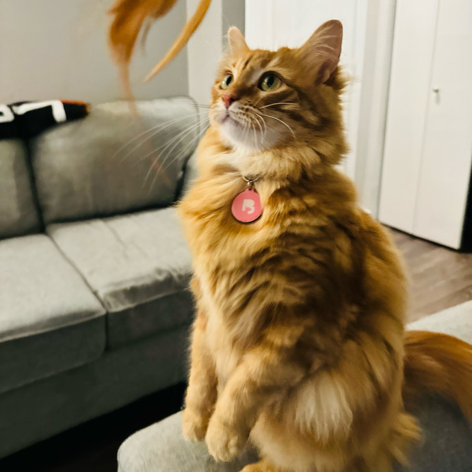 Artist Cat Lover The Purrfect Sitter