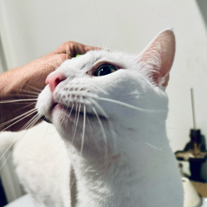 Artist Cat Lover The Purrfect Sitter