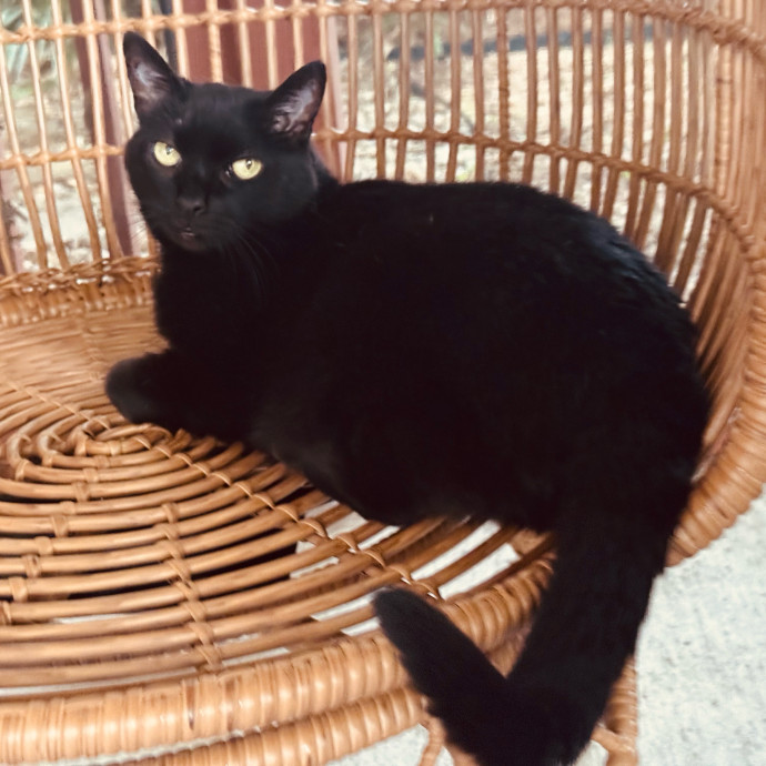 Artist Cat Lover The Purrfect Sitter