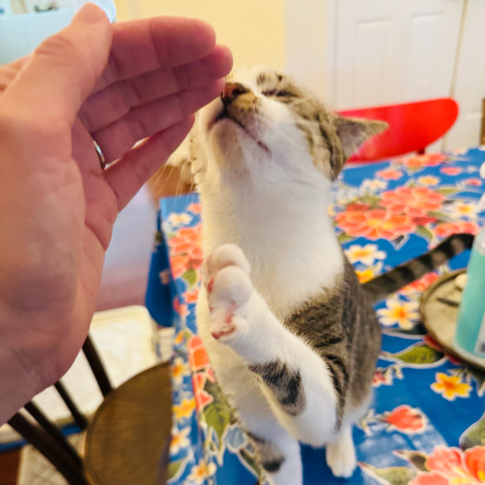 Artist Cat Lover The Purrfect Sitter