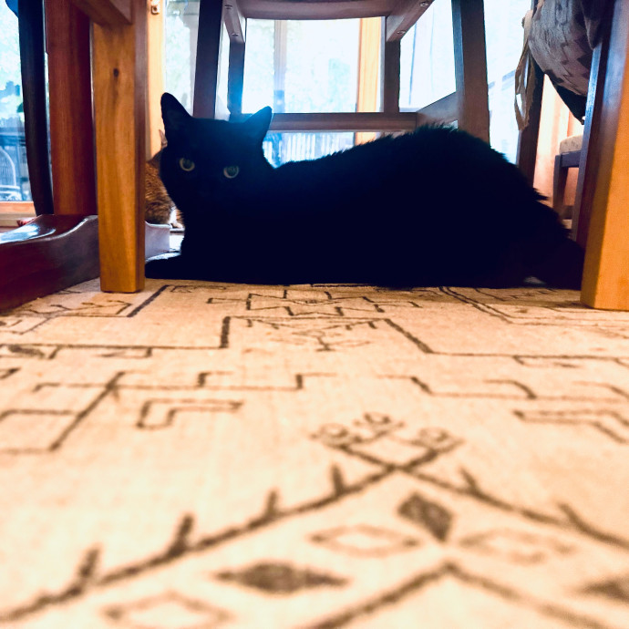 Artist Cat Lover The Purrfect Sitter