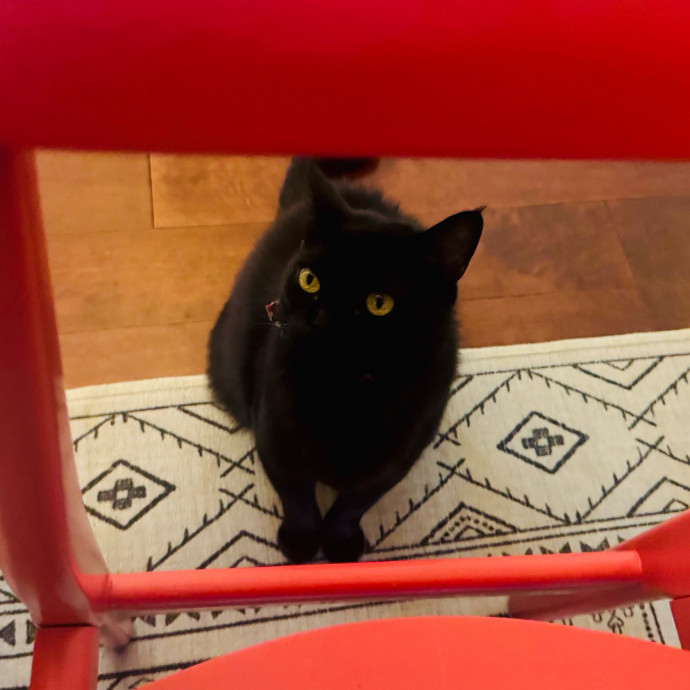 Artist Cat Lover The Purrfect Sitter