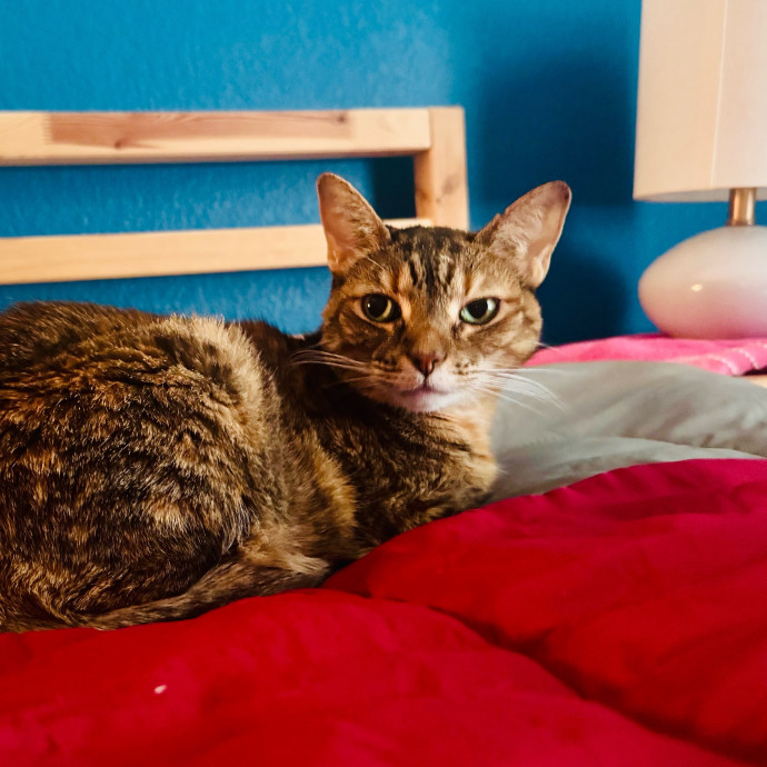 Artist Cat Lover The Purrfect Sitter
