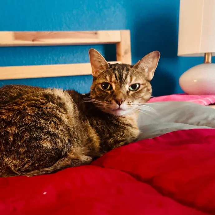 Artist Cat Lover The Purrfect Sitter