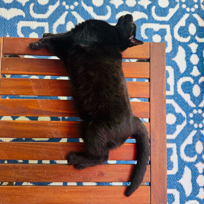 Artist Cat Lover The Purrfect Sitter