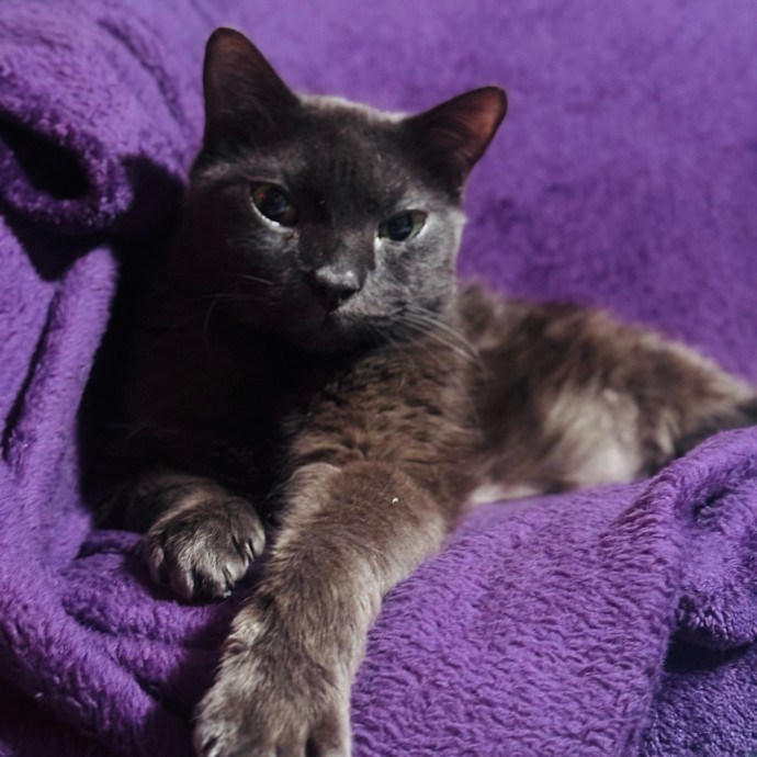 Artist Cat Lover The Purrfect Sitter