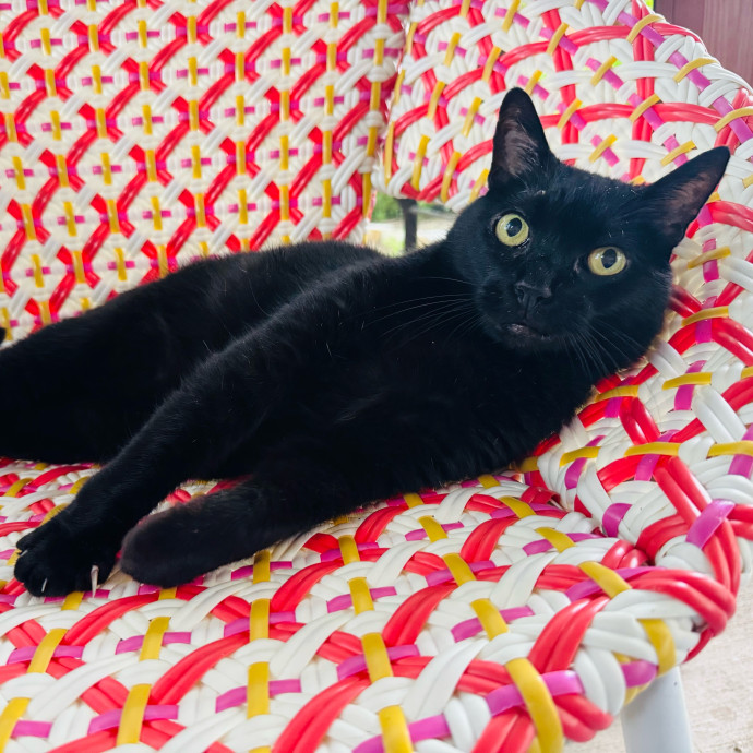 Artist Cat Lover The Purrfect Sitter