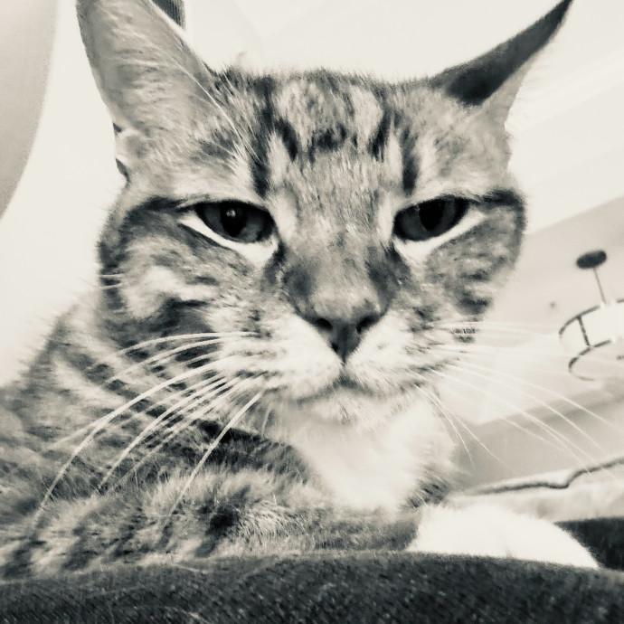 Artist Cat Lover The Purrfect Sitter
