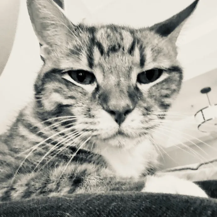 Artist Cat Lover The Purrfect Sitter