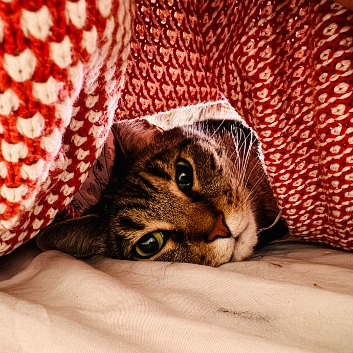 Artist Cat Lover The Purrfect Sitter