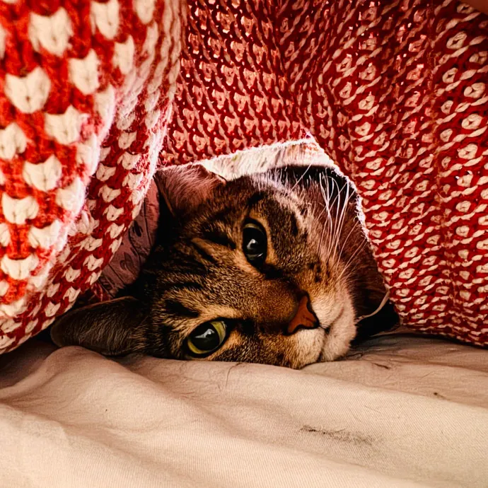 Artist Cat Lover The Purrfect Sitter