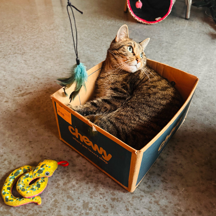 Artist Cat Lover The Purrfect Sitter
