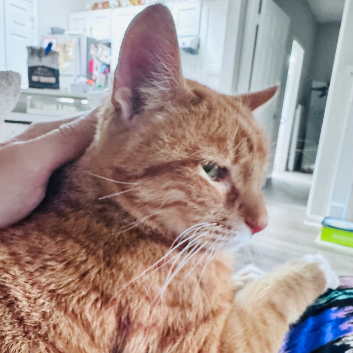 Artist Cat Lover The Purrfect Sitter