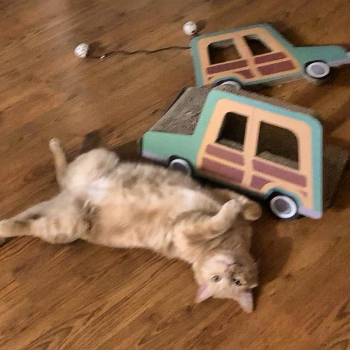 Reliable  Trustworthy Cat Lover