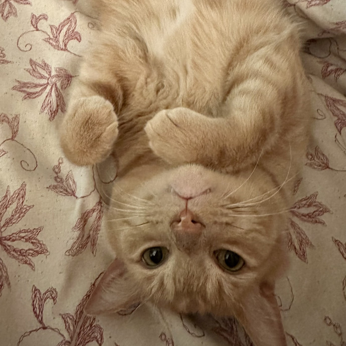 Reliable  Trustworthy Cat Lover