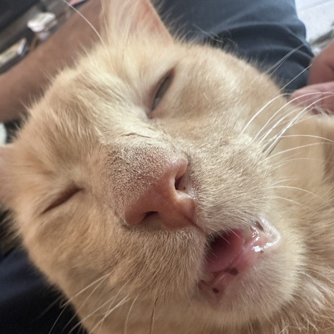 Reliable  Trustworthy Cat Lover photo 2