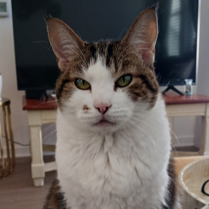 Lindsay's Purrfectly Cat Sitting Service