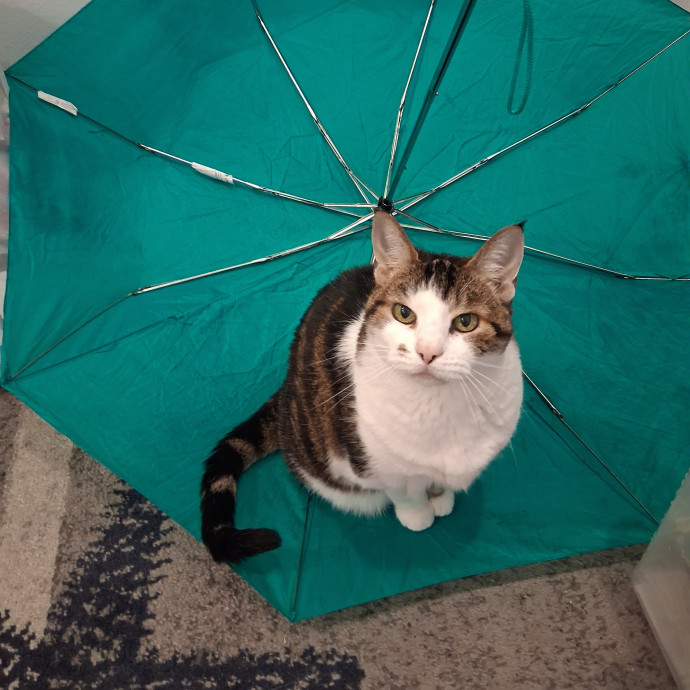 Lindsay's Purrfectly Cat Sitting Service photo 3