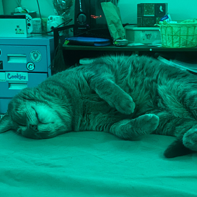 Kitty's Korner