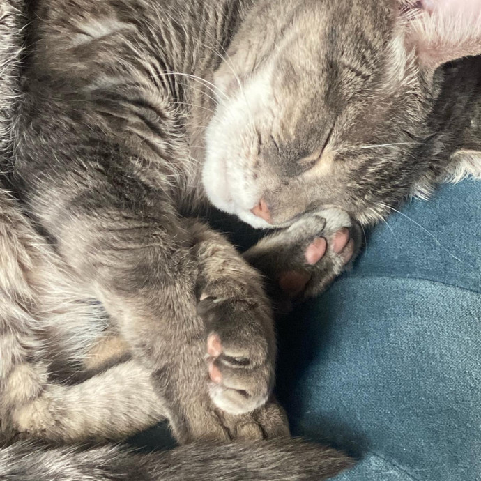 Kitty's Korner