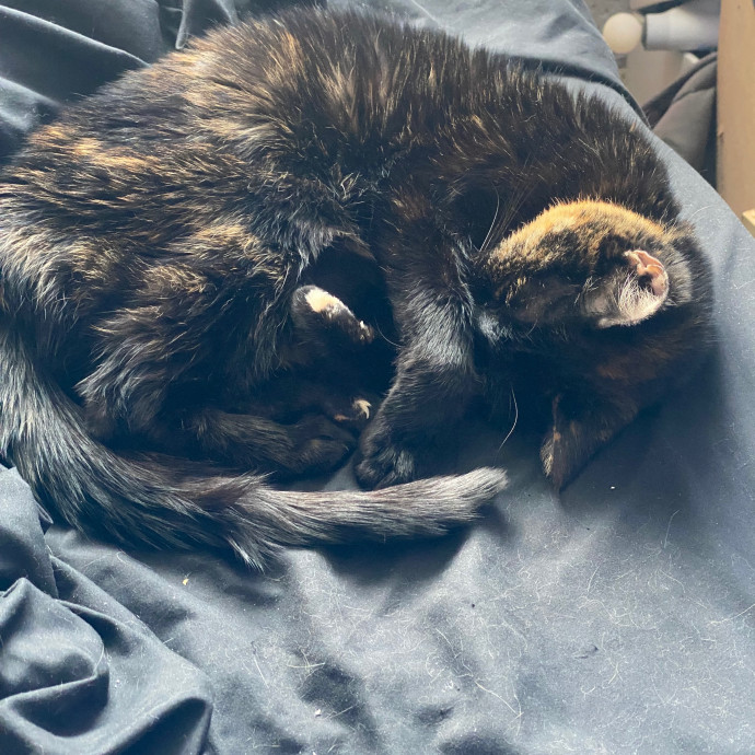Kitty's Korner