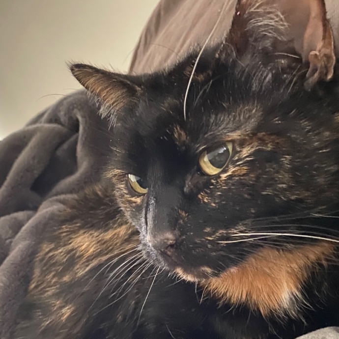 Kitty's Korner