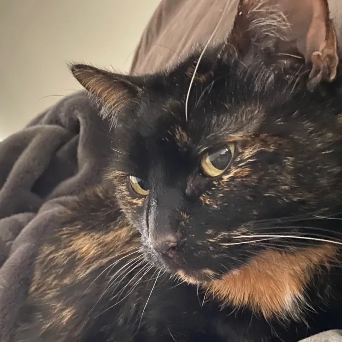 Kitty's Korner photo 4