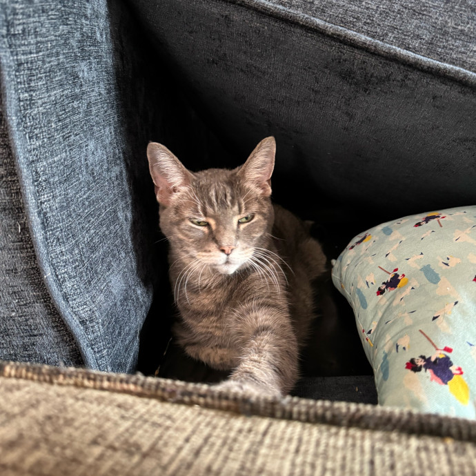 Kitty's Korner photo 3
