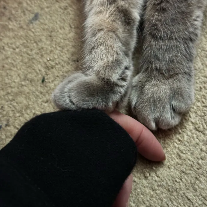 Kitty S.