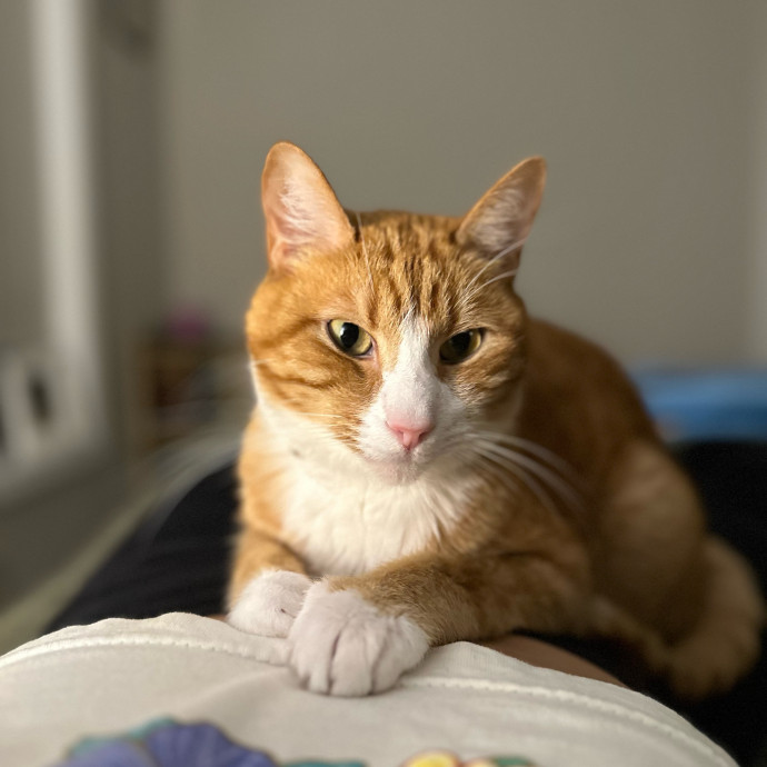 Mary Meow Minneapolis Kitty Kare