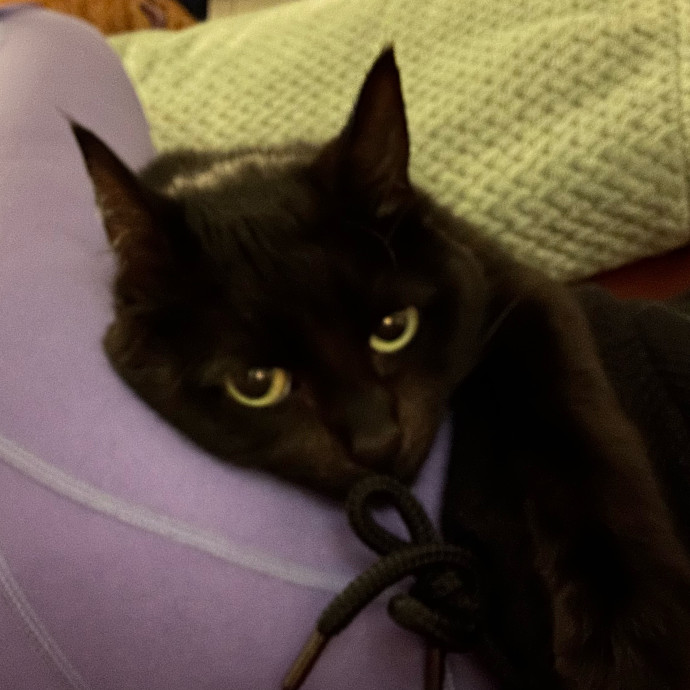 Mary Meow Minneapolis Kitty Kare