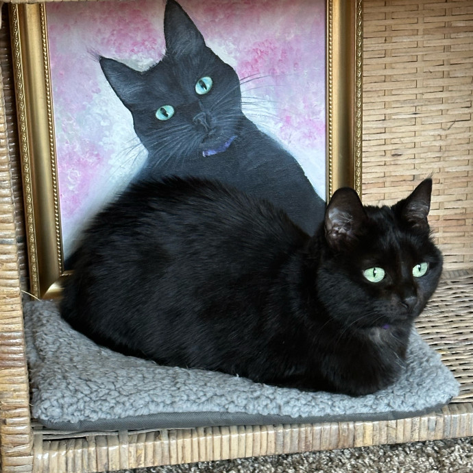 Mary Meow Minneapolis Kitty Kare
