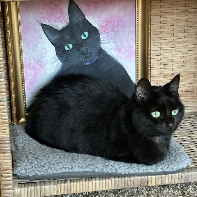 Mary Meow Minneapolis Kitty Kare
